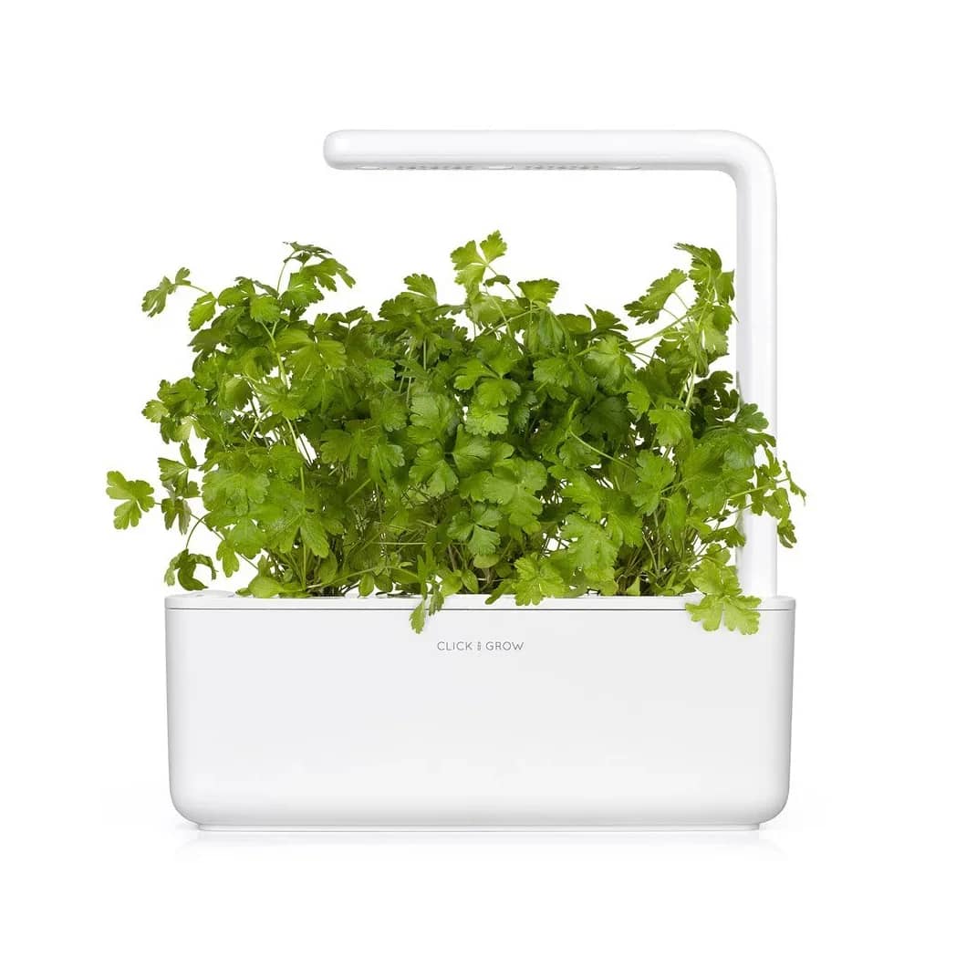 Parsley growing in a white Click & Grow smart garden with built-in LED lighting and soil-based growing pods, ideal for effortless indoor herb growing in offices