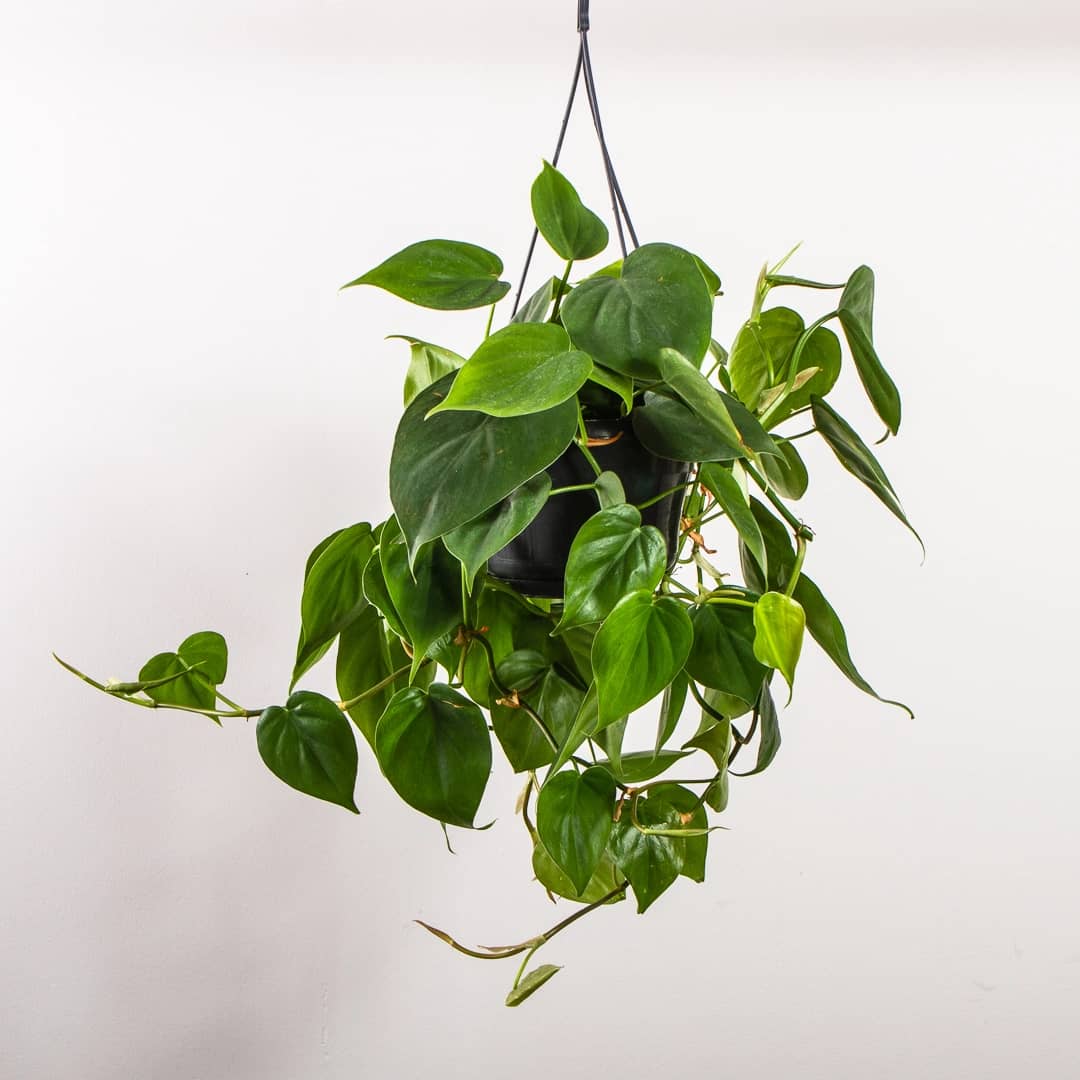 Philodendron Scandens