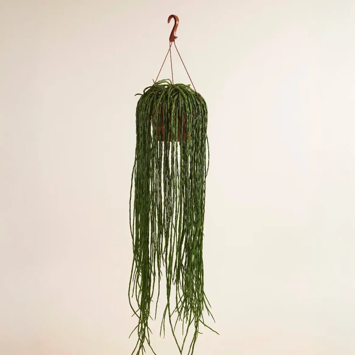 Rhipsalis paradoxa in a hanging pot with long cascading green stems, ideal trailing plant for office shelves or suspended displays