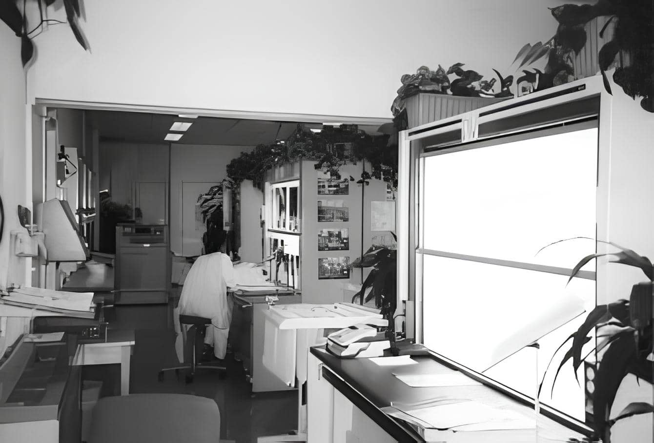 A black and white image taken during Dr Tove Fjeld's study of plants in a hospital radiology department