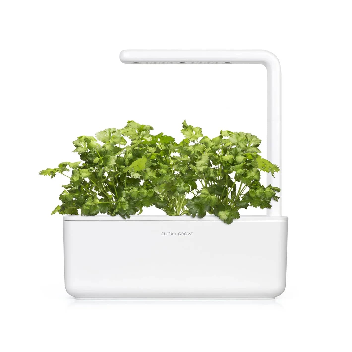 Coriander growing in a white Click & Grow smart garden with integrated LED lighting and soil-based pods, ideal for easy in-office herb cultivation