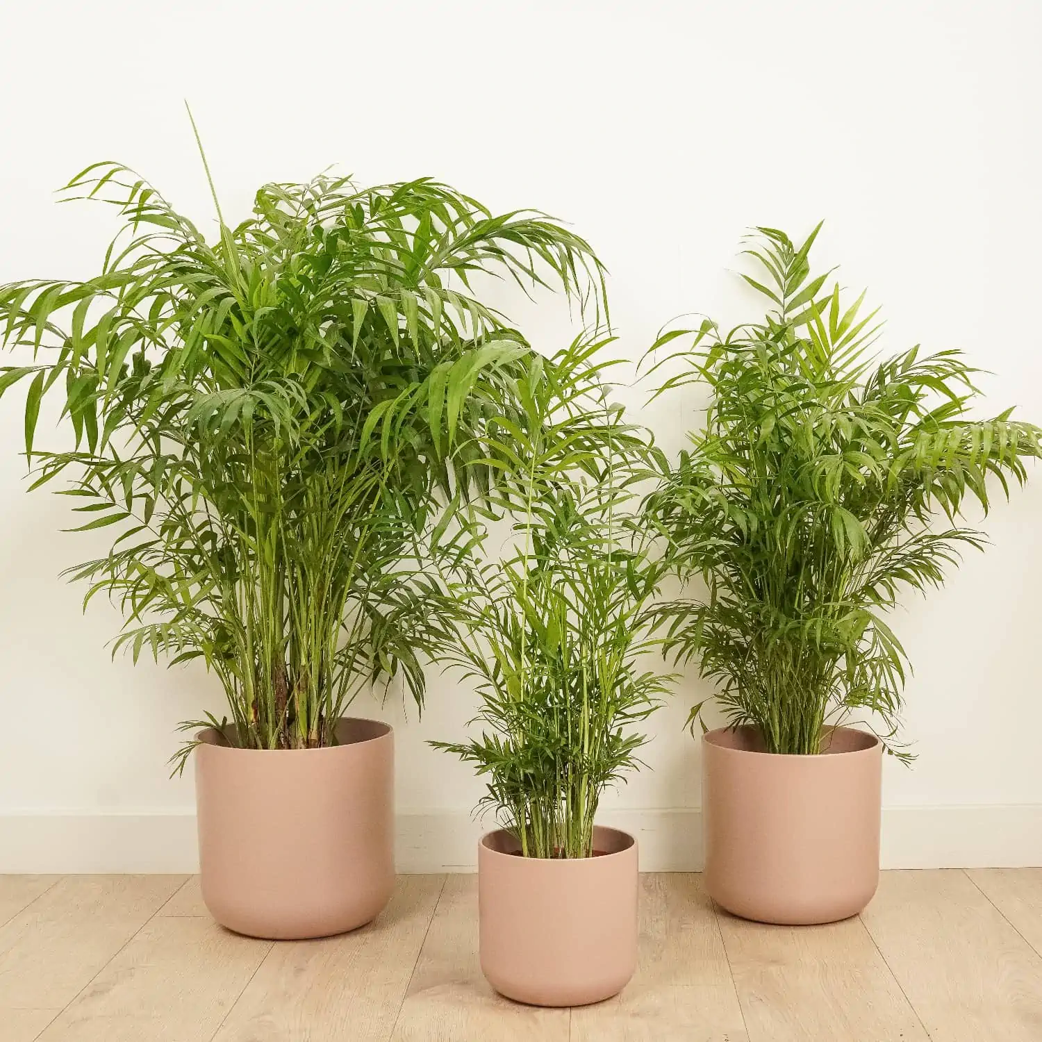 Cluster of three Bamboo Palms (Chamaedorea Elegans)