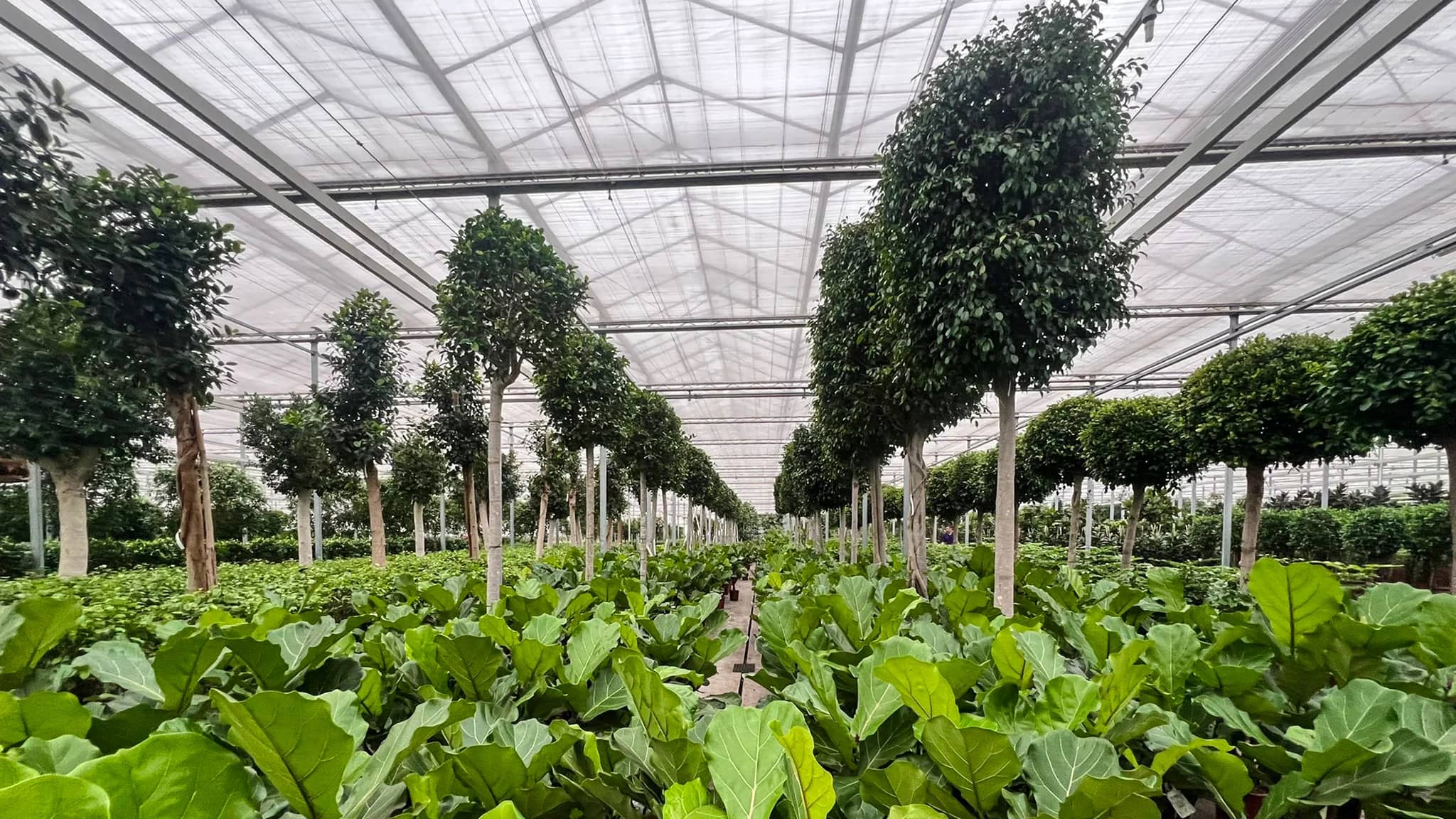 Trees in Holland