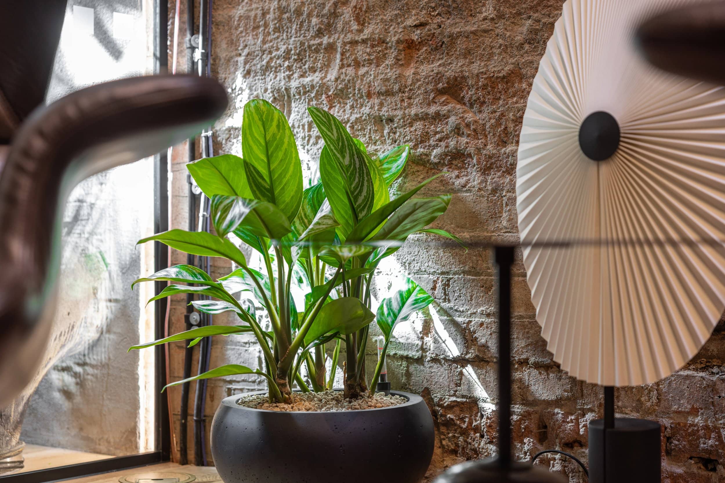 Indoor plant in a black pot by a brick wall, with a decorative white fan and a blurred object in the foreground. Natural light from a window.