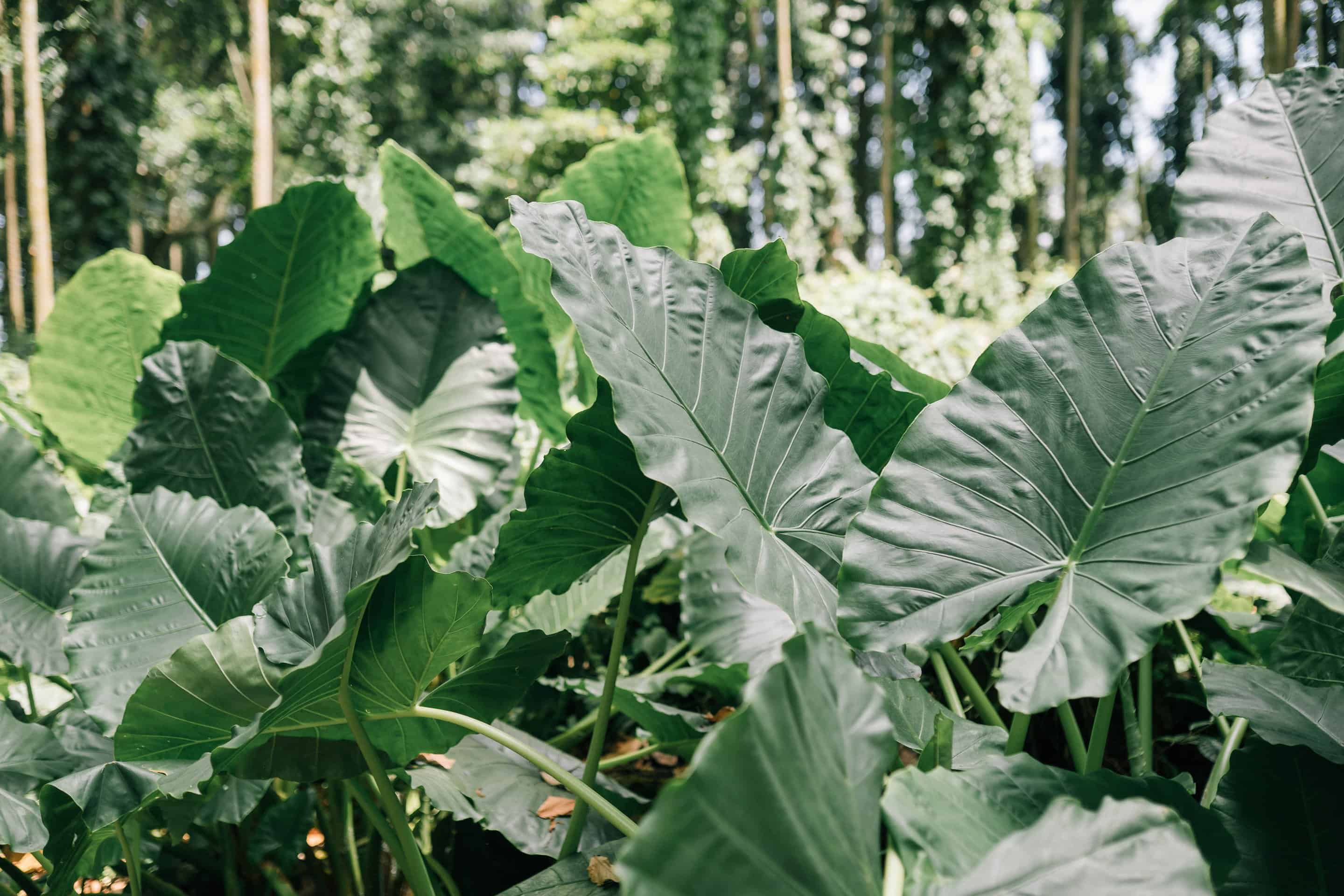Large Alocasia Calidora outdoors