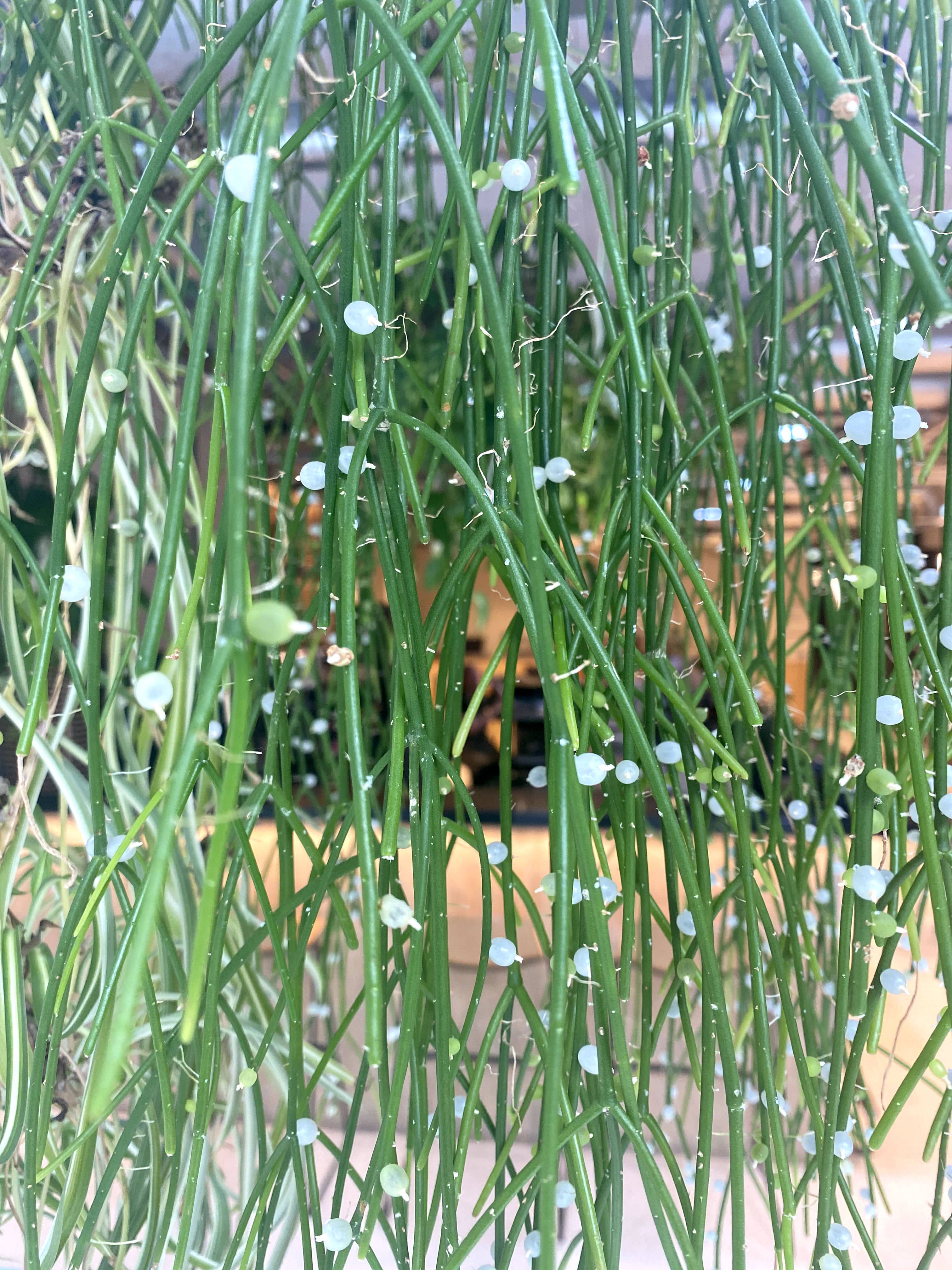 Close-up of a lush green Rhipsalis plant with long, thin stems and small white spots, hanging in a pot indoors.