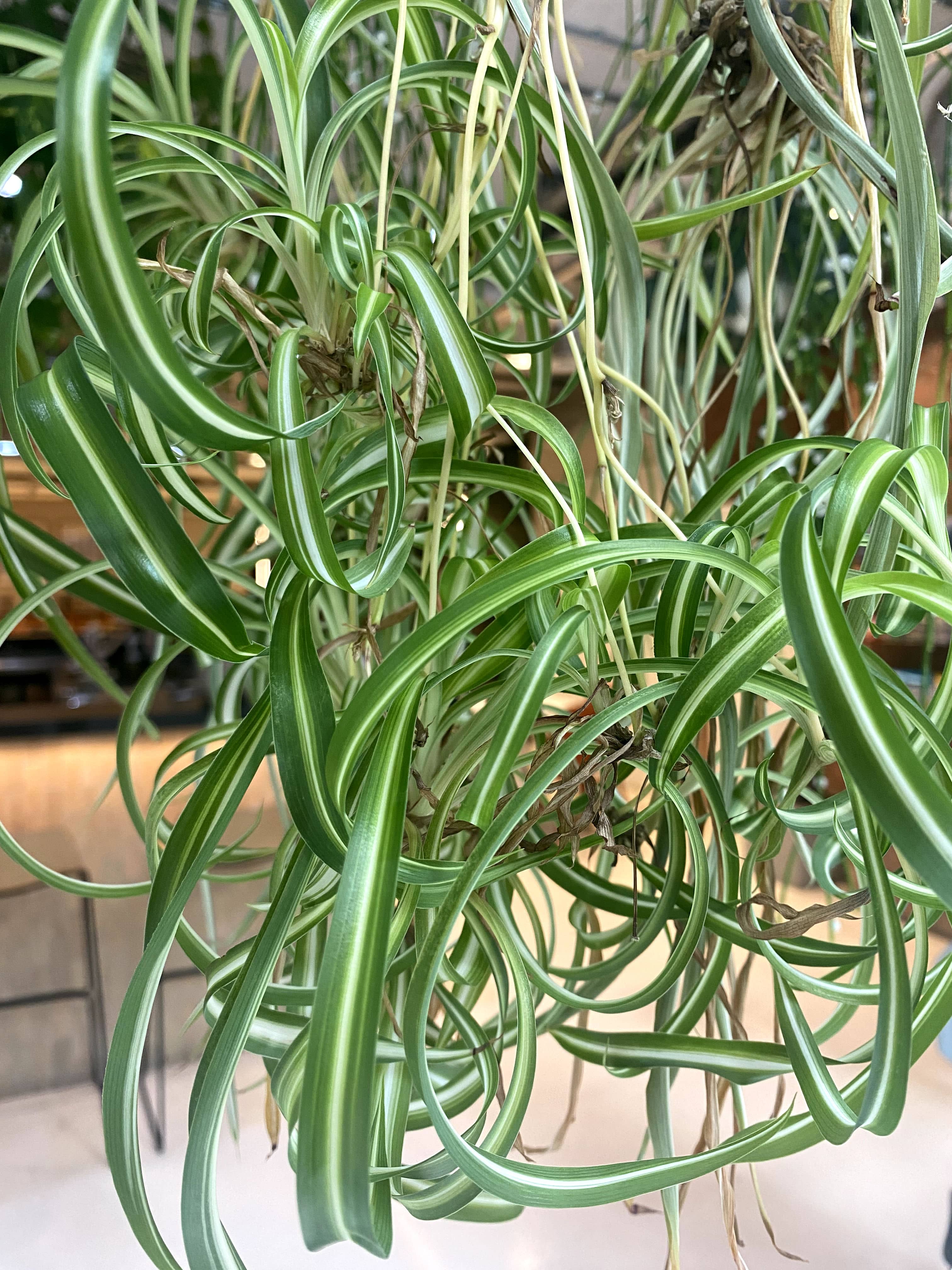 Close up of a lush spider plant