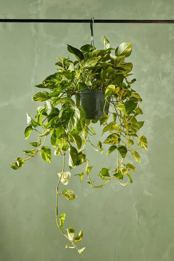 Picture of Golden Pothos in Pot