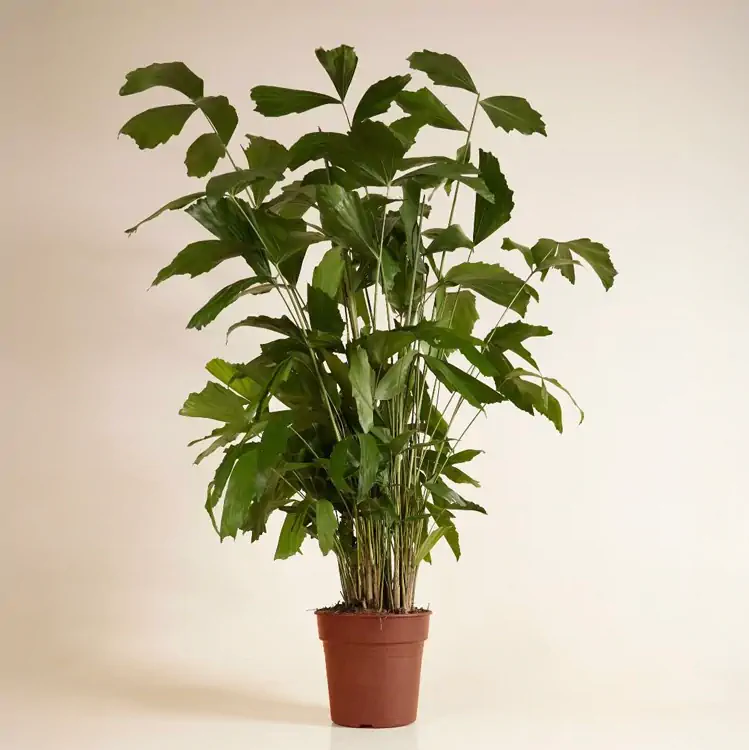 Caryota mitis, also known as Fishtail Palm, in a terracotta pot with distinctive split leaves, suitable for spacious meeting rooms