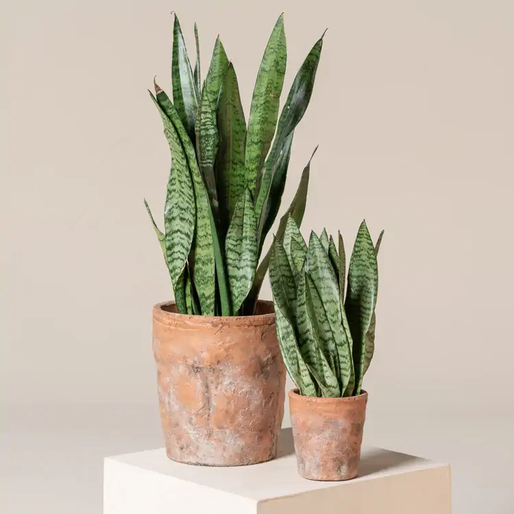 Sansevieria zeylanica