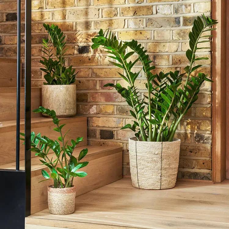 Zamioculcas zamiifolia plants of various sizes displayed on wooden stairs in natural woven pots, perfect for modern office interiors