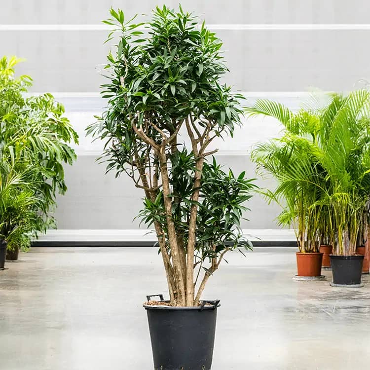 Pleomele plant in a black pot with multiple woody stems and glossy green leaves, ideal for meeting room corners