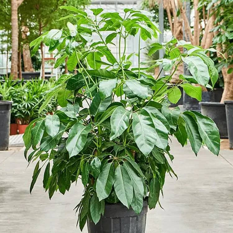 Schefflera actinophylla ‘Amate’ with large, glossy green leaves in a black plastic pot, suitable for bright indoor areas