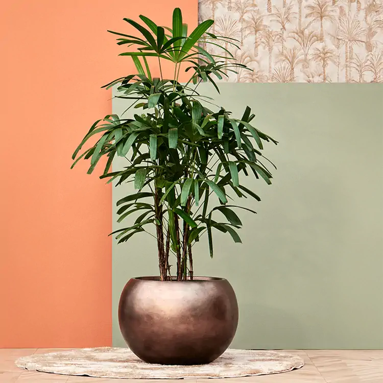 Rhapis excelsa, or Broadleaf Lady Palm, in a round bronze planter with fan-like green leaves, positioned against a colour-blocked wall in a modern office setting
