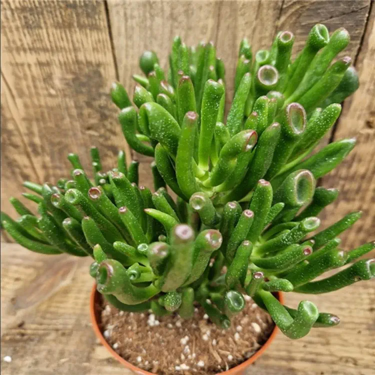 Close-up of Crassula Ovata 'Gollum', a unique jade plant with tubular green leaves, great for sunny spots in the office