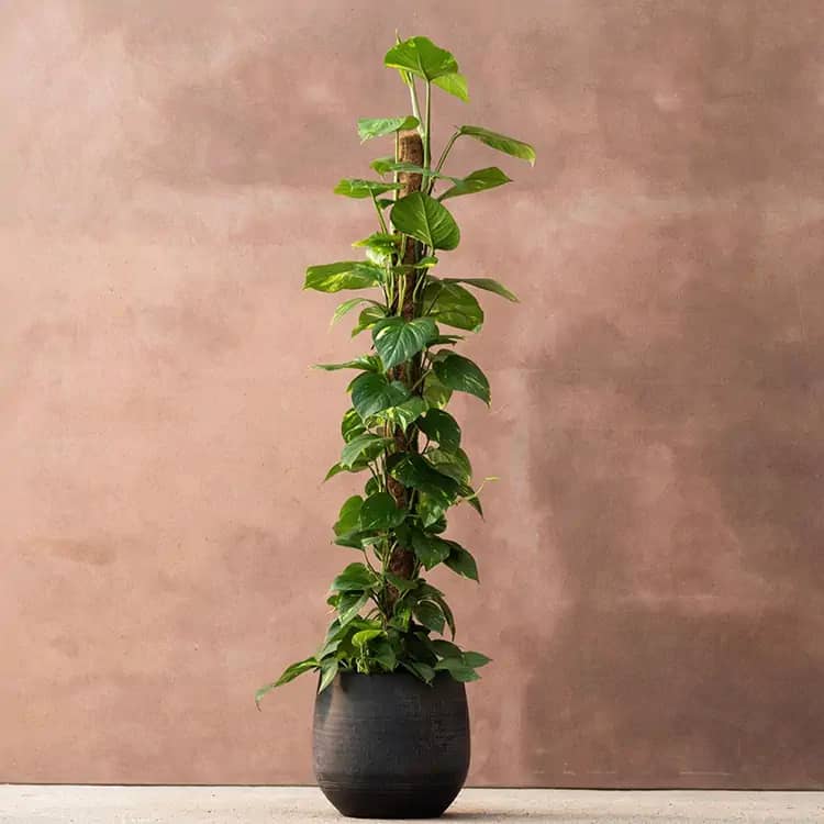 Scindapsus aureum plant climbing a moss pole in a black pot, with heart-shaped variegated green leaves, ideal for vertical indoor displays