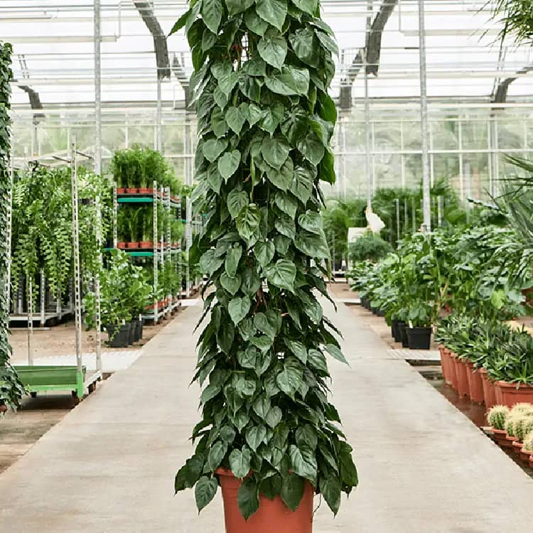 Philodendron scandens climbing in a greenhouse, with heart-shaped trailing leaves, perfect for shelves or indoor trellises