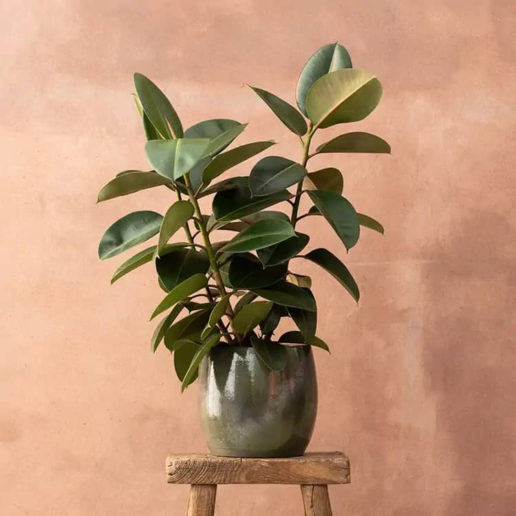 Ficus elastica 'Robusta' with large, dark green oval leaves in a green ceramic pot, a bold air-purifying office plant