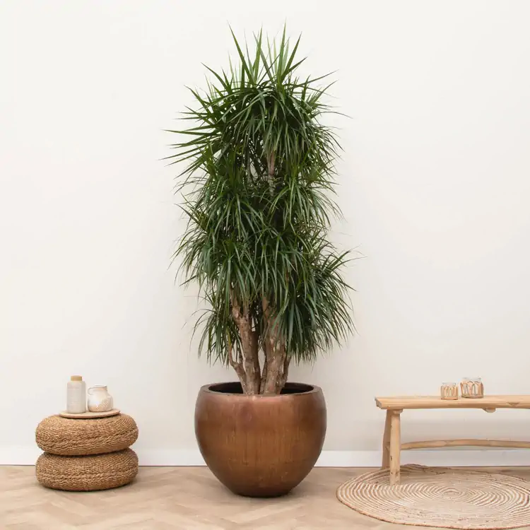 Tall Dracaena marginata in a bronze planter, with narrow, spiky leaves, ideal for low-maintenance office planting