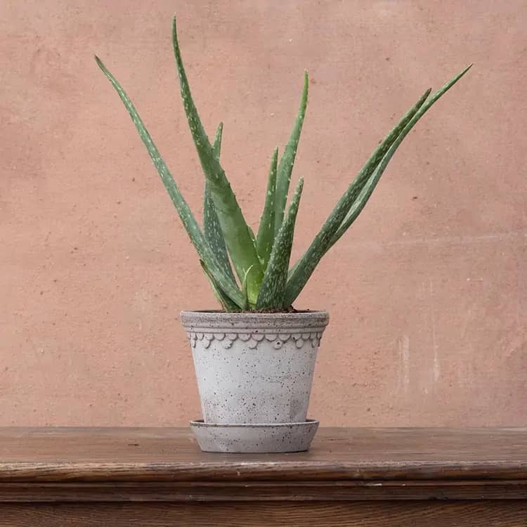 Close-up of Crassula Ovata 'Gollum', a unique jade plant with tubular green leaves, great for sunny spots in the office