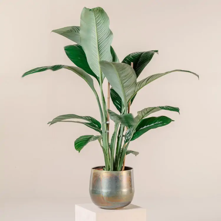 Spathiphyllum, or Peace Lily, with elegant white blooms and glossy dark green leaves in a metallic pot, known for air-purifying qualities