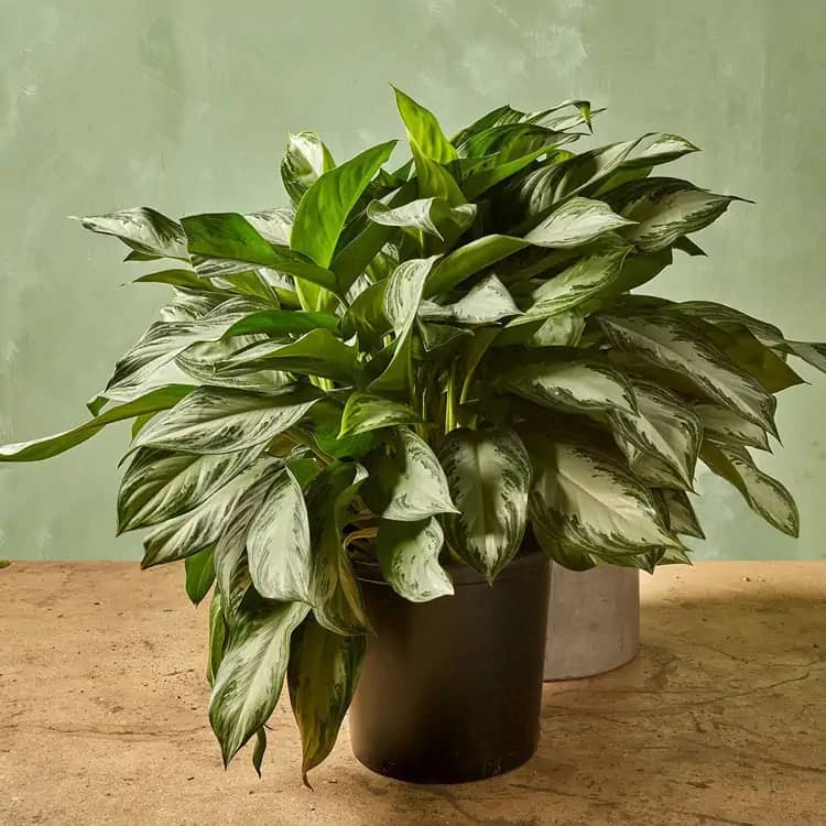 Aglaonema Moonlight Bay in a black pot, featuring lush green and silver variegated leaves, ideal for low light office spaces