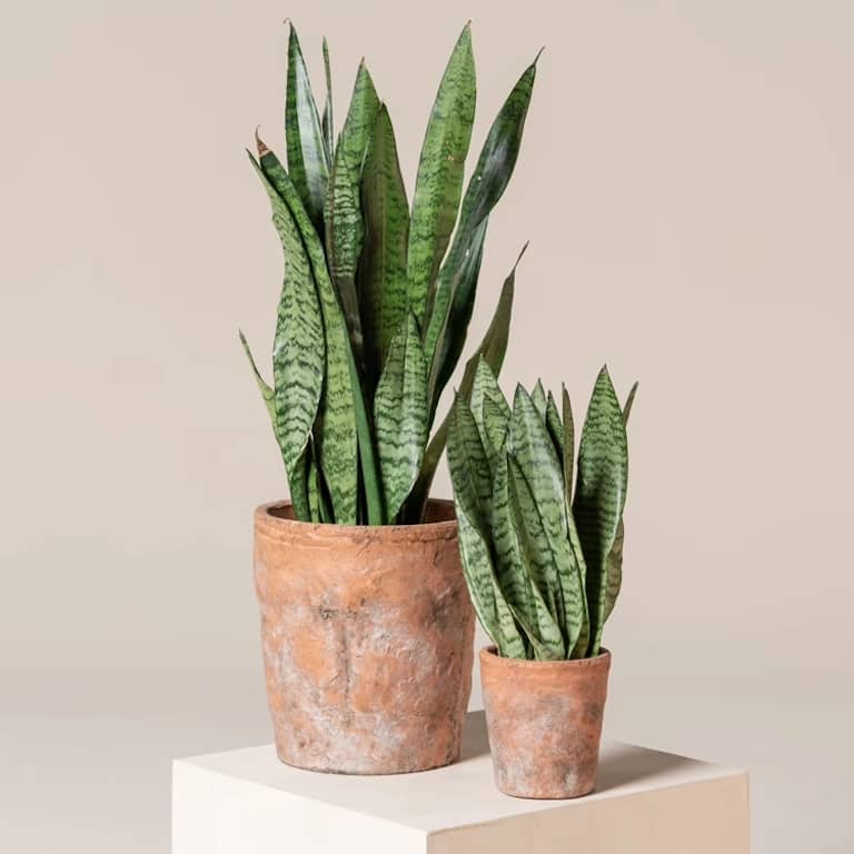 Two Sansevieria zeylanica plants in terracotta pots, showcasing different sizes of this hardy, easy-care office plant