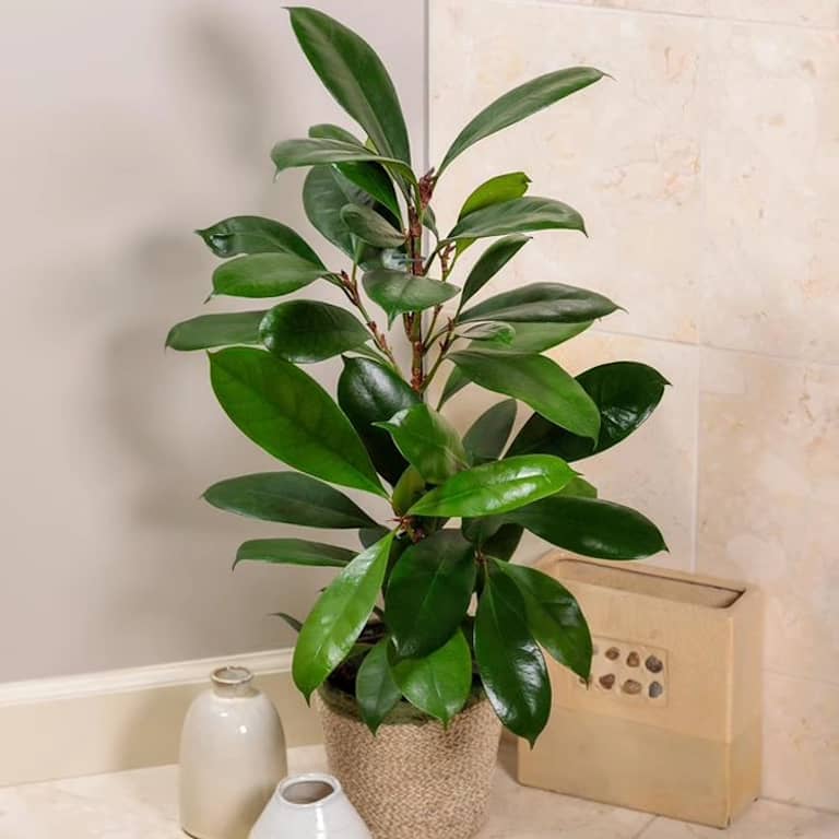 Ficus Cyathistipula or African Fig in a woven pot, featuring broad glossy leaves, suitable for low light office corners