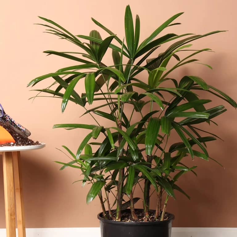 Broadleaf Lady Palm in a black pot with fan-shaped dark green leaves, perfect for shaded indoor environments