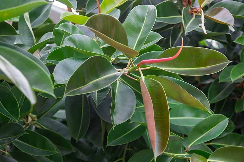Ficus Elastica