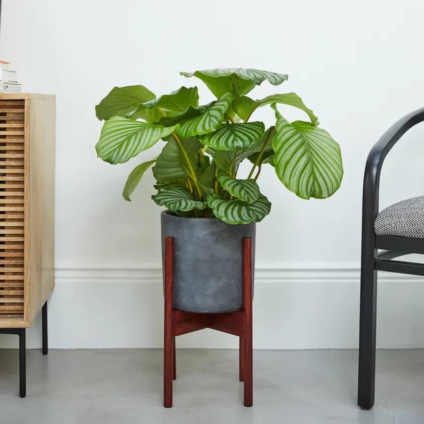 Calathea Orbifolia - Prayer Plant