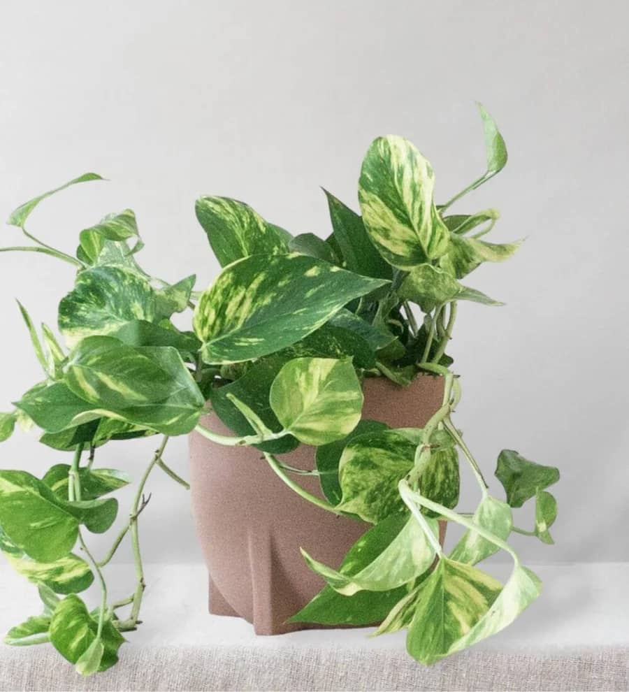 A lush pothos plant with green and yellow variegated leaves in a beige pot, placed on a light-colored fabric surface.