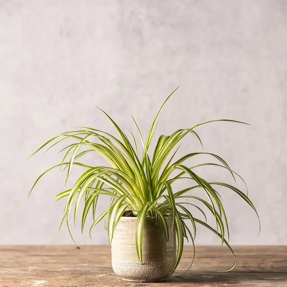 Spider plant in a small, textured pot on a wooden surface against a plain, light gray background.