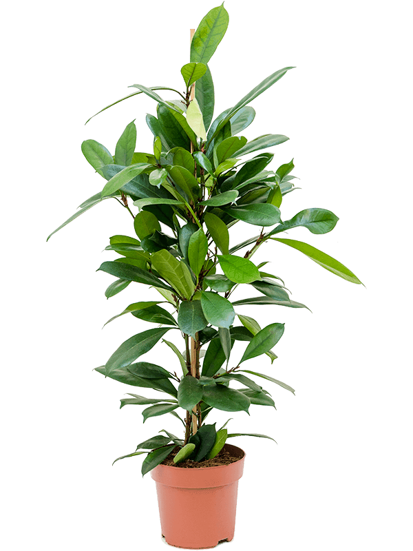 Ficus cythastipula - African Fig