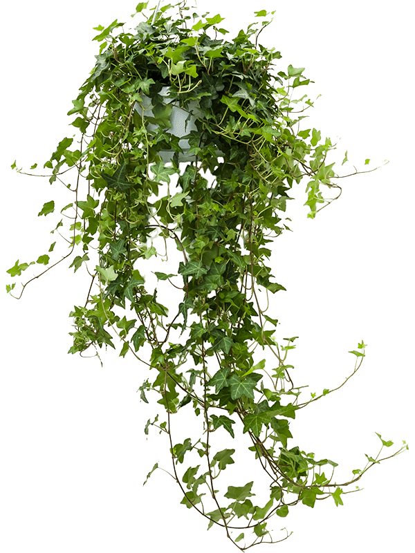 Hedera (English Ivy)