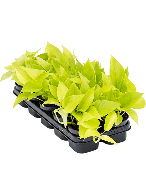 Scindapsus (Epipremnum) 'Golden Pothos' 10/tray Hanger 20