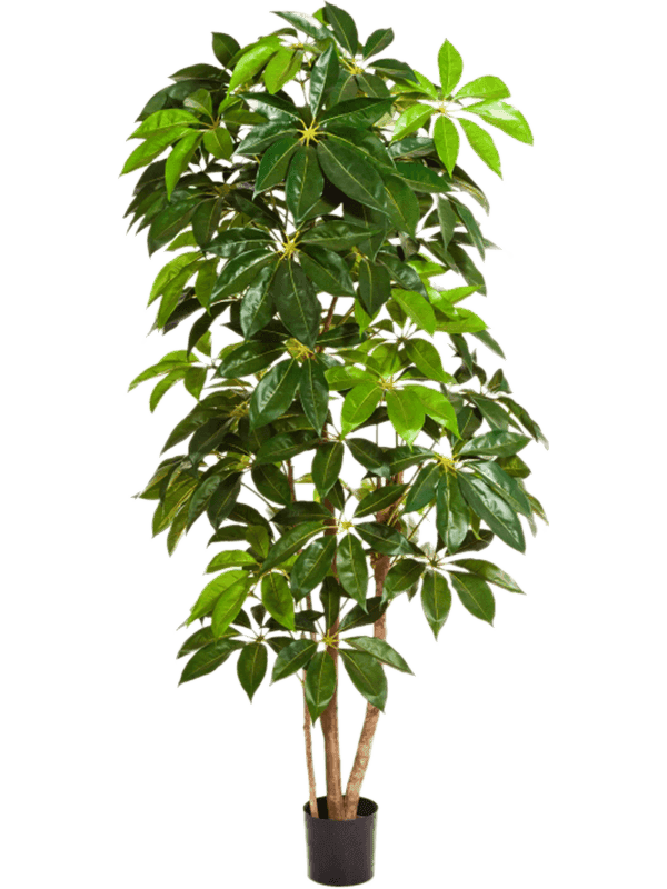 Schefflera Amate Säule