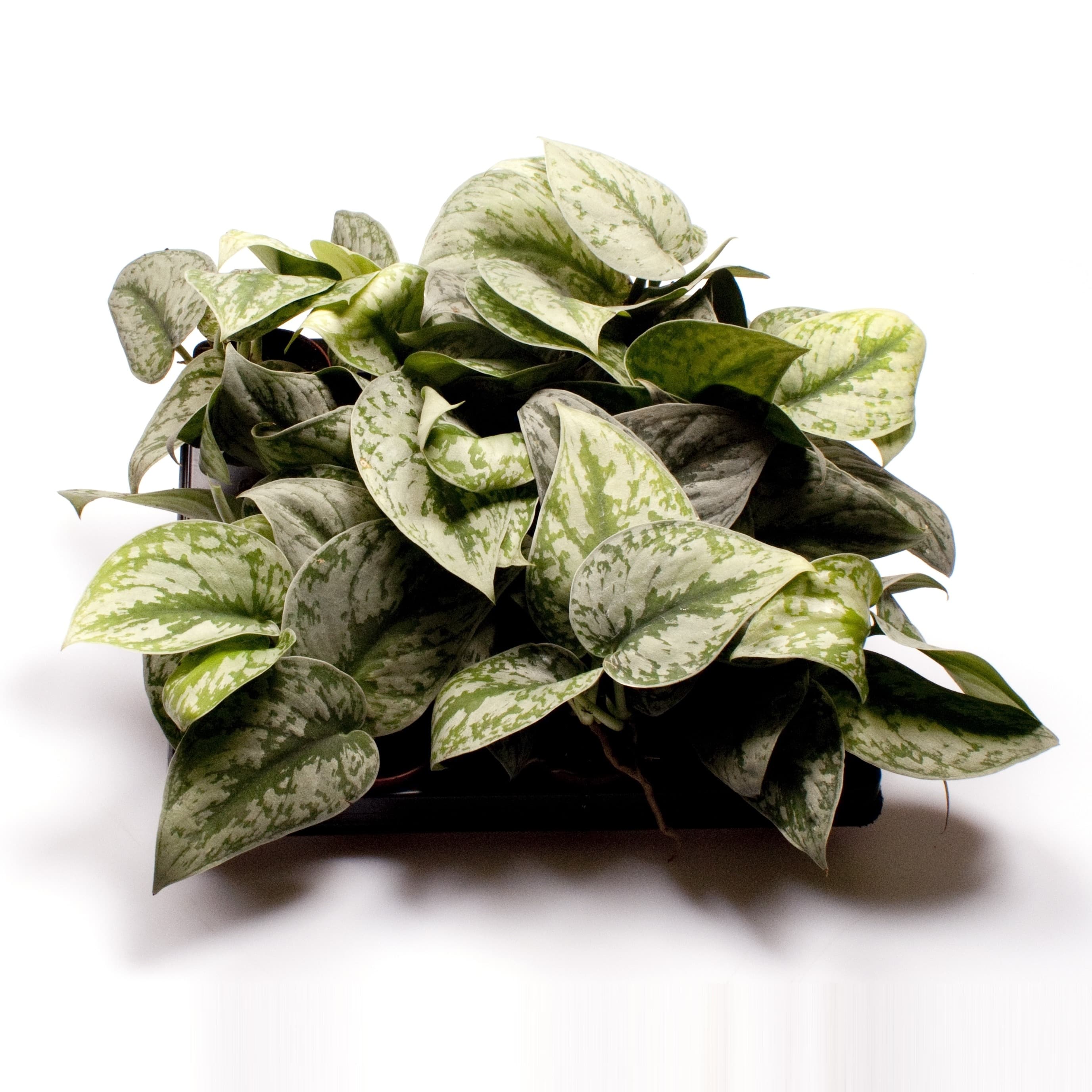 Scindapsus pictus  12
