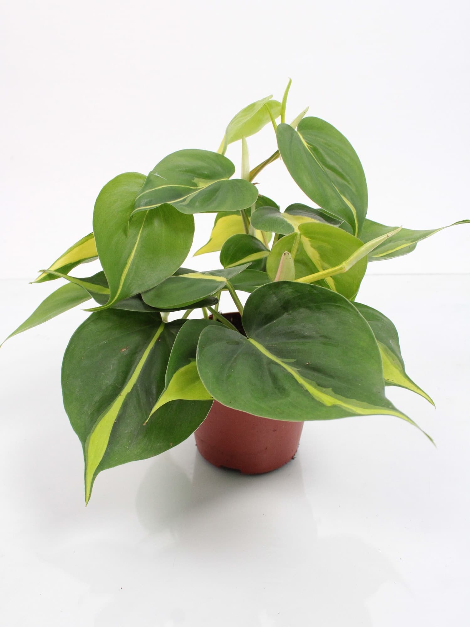 Philodendron scandens 'Brasil'  20